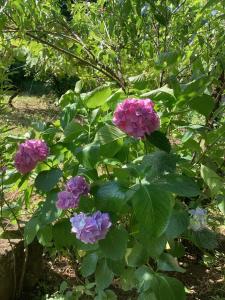 krzak fioletowych kwiatów w ogrodzie w obiekcie Grandmother Naziko w mieście Vani