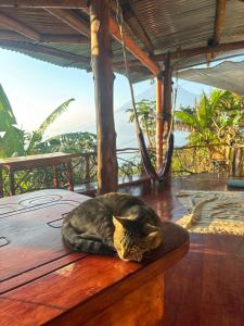 un gatto sdraiato su un tavolo di legno di Earthship 3 levels FAMILY cabin with lake view a San Marcos La Laguna