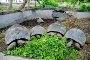Giardino di Anse Boudin Chalets