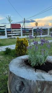 Un tocón de árbol con una maceta con flores moradas. en White Home, en Žabljak 27 fotos más