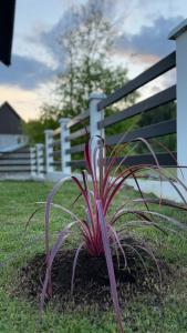 una planta en el césped junto a una valla en White Home, en Žabljak