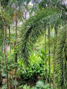 una selva con palmeras y otras plantas en Diuwak, en Dominical