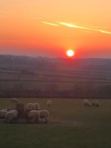 stado owiec wypasających się na polu o zachodzie słońca w obiekcie Astwell Mill w mieście Helmdon