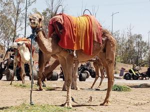 Zvířata v rezortu nebo okolí
