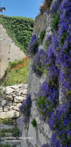 a bunch of purple flowers on a rock wall at PLOMIN SKY&BAY in Plomin