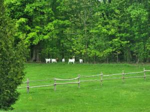 um grupo de vacas num campo perto de uma cerca em Countryside Farm Estate - Bnb em Orillia