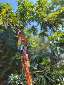 Zahrada ubytování Finca los mangos