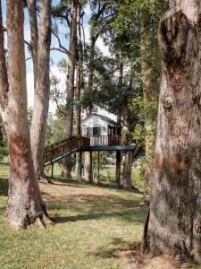uma casa na árvore com um deque nas árvores em Austinvilla Estate em Mudgeeraba