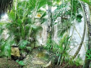 un giardino con palme e un muro in pietra di Dream Glamping Jungle Bohio a Las Terrenas