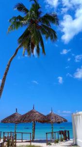 uma palmeira numa praia com cadeiras e guarda-sóis em Polly Lodge Bungalow Zanzibar Kiwengwa em Kiwengwa