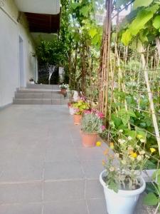 une rangée de plantes en pot sur une terrasse dans l'établissement T. Bello Apartments, à Saranda