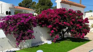 a bunch of pink flowers on a wall at MEDDAYS VILLA NOAH in Miami Platja