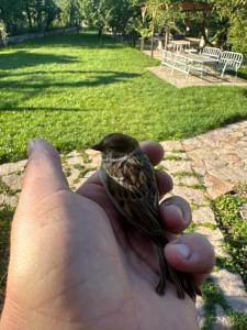 una mano sosteniendo un pequeño pájaro en un parque en VILA DISHA, en Tirana