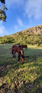 two horses grazing in a field of grass at SantOliva Apartments in Trabia