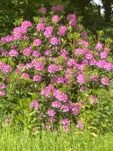 a bunch of pink flowers in the grass at Lisle Combe in Ventnor