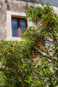 Κήπος έξω από το Villa Franca La Casina