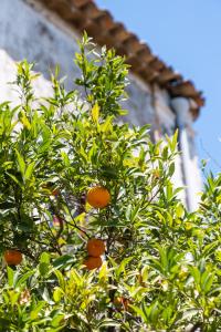 Κήπος έξω από το Villa Franca La Casina +43 φωτογραφίες