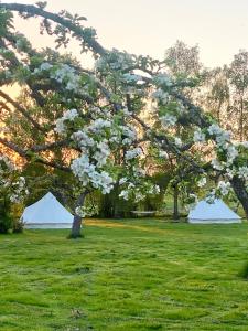 a tree with white flowers on it in a field at Sörby Glamping in Klockrike
