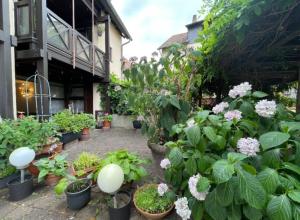 a garden with plants and flowers in pots at Apartment Gerberbachviertel in Weinheim