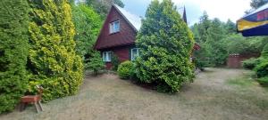 a small house surrounded by trees and bushes at Domek na Mazurach. in Dłużek +5 photos