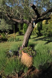 Zahrada ubytování Bastide de l'Avelan