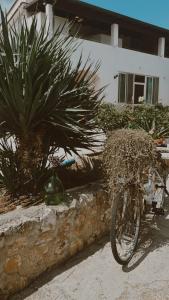 una bicicleta estacionada frente a una casa con una planta en Agriturismo Azzarone, en Vieste