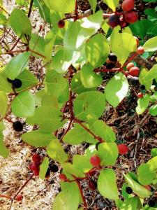 Fotografie z fotogalerie ubytování NeelMohar Bellevue 8 v destinaci Mahábalešvár