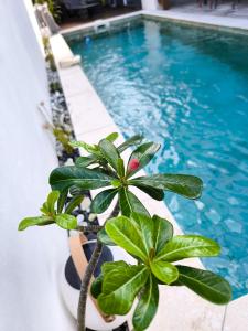 a plant sitting next to a swimming pool at VILLA O'LHAYA piscine pivée in Saint-Joseph