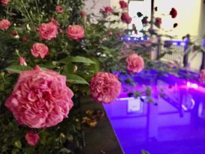 a bunch of pink flowers in a room at A Thía homestay in Diện Biên Phủ +109 photos