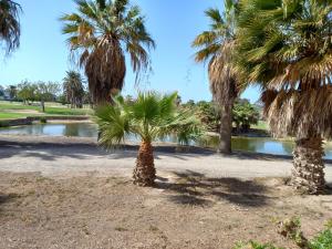 a group of palm trees in front of a pond at Apartamento Golf in Roquetas de Mar