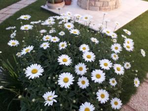 A garden outside Sole D'oro IUN S4354