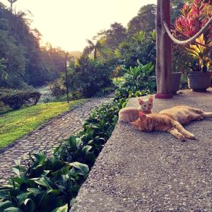 an orange cat laying on the ground on a sidewalk at PlayaSelva EcoLodge in Archidona