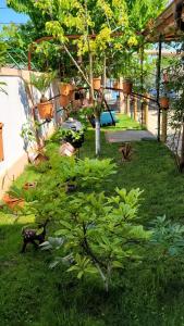 Zahrada ubytování Casa Luminița