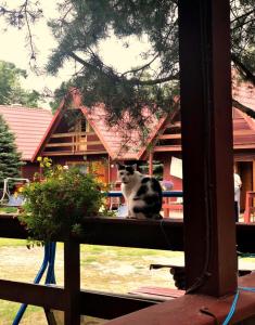 グダニスクにあるCentrum Wypoczynkowe Karmanの家の前の窓敷居に座る猫