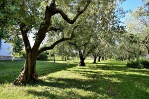 a row of trees in a field of grass at House Ariella in Umag +16 photos