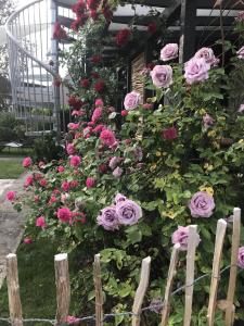 Un mucchio di rose rosa in un giardino di Schwarzwald Glück a Bühl