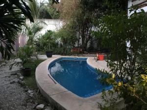 a swimming pool in a yard with a dog standing next to it at Acogedora suite con bonito jardin in Cozumel +10 photos