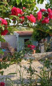 a bunch of red roses hanging from a tree at Rose Hedge: mountain rustic cottage in Kamariótis