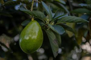 Φωτογραφία από το άλμπουμ του Finca el Mirador σε Manizales