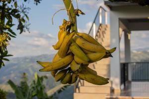 a bunch of bananas hanging from a tree at Finca el Mirador in Manizales