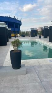 a potted plant sitting next to a swimming pool at UNDICI By OWN Republica de la Boca in Buenos Aires