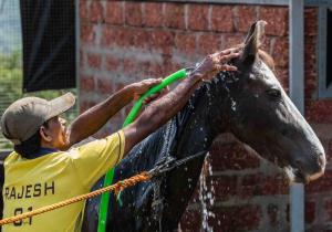 un uomo sta lavando un cavallo con un tubo di MARS Jungle Adventure Stud Farm with Private Jacuzzi a Narsinge
