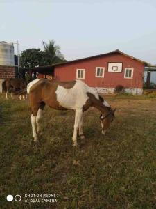 Altri animali domestici presso l'agriturismo o nei dintorni
