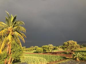 a palm tree in a field with a threatening sky at Ingawale farmhouse (agro tourism) in Satara