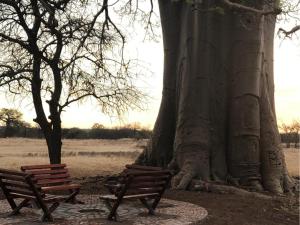 two benches sitting next to a large tree at Munati B&B in Musina