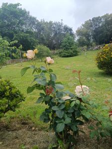 a bush with pink roses in a field at Casa Coba 