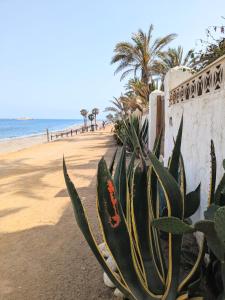 a cactus on the side of a beach at Bambu in Carboneras