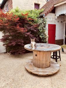 a cat sitting on top of a wooden table at Chambres d'hôtes Le 42 in Nogent-le-Rotrou