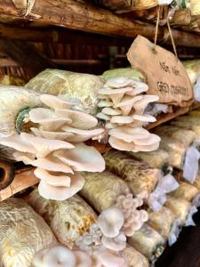 a pile of mushrooms on display in a store at Six Senses Con Dao - Turtle Island Paradise in Con Dao