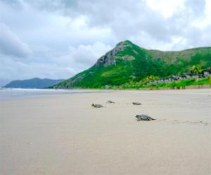 three turtles walking on a beach with a mountain in the background at Six Senses Con Dao - Turtle Island Paradise in Con Dao